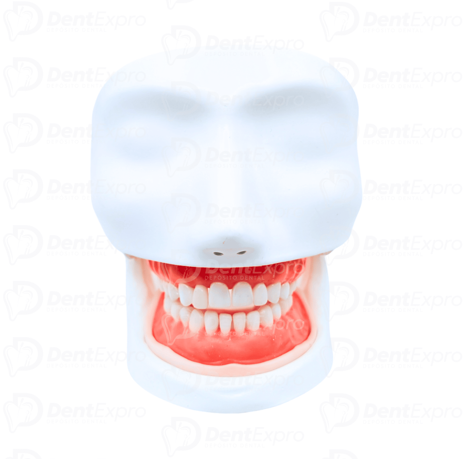 Carodonto Simulador Dentado Valquiria Dental